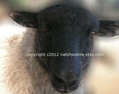 FARM CARDS - Confetti - the black and white splashed shetland ewe lamb - Set of 5 folded with envelopes 5 X 7