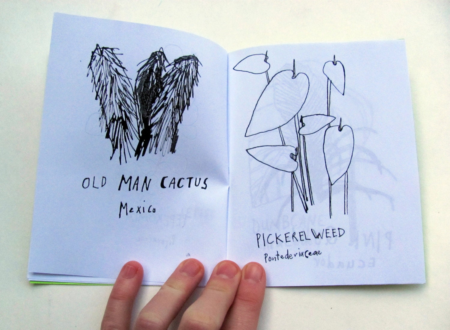 A coloring book of Plants