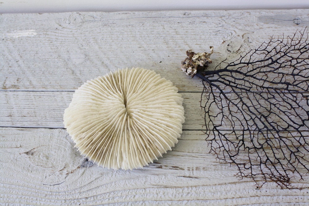 RESERVED FOR SABRINA Vintage Plate Coral