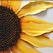 Sunflower II Painting - Mixed Media Original - Constructed in Fabric and Linen String