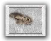 Note Card Set of 6 -Rabbit Card -Animal Photography -Bunny Rabbit -Nature Notecards -Note Card Set -Colorado Cards -Blank Greeting Cards