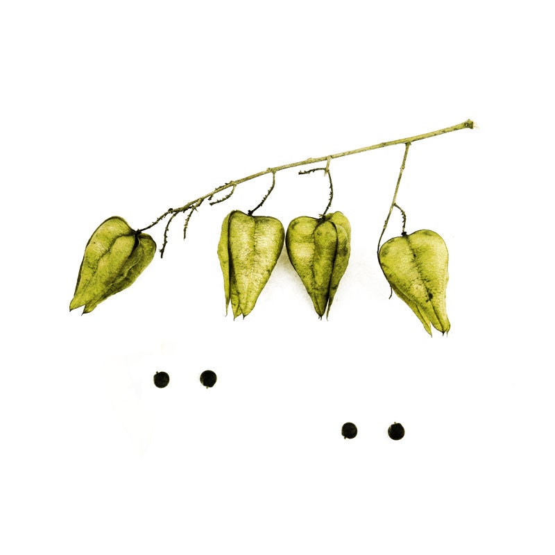 Minimalist Green Botanical Art Chinese Lanterns -Photography Nature Large Format Print
