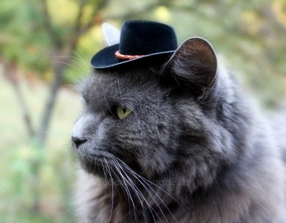 Cowboy Cat Hat - Buckaroo Style with Chestnut Leather Cord