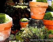 Pillow moss-1 Large Piece-Great for Outdoor Terra Cotta Pots 6-7 inches round-Terrarium Moss