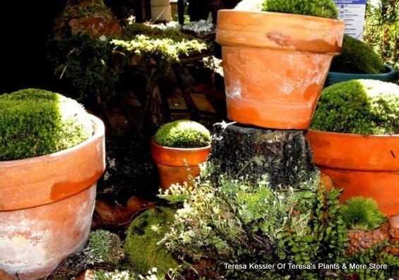 Pillow moss-1 Large Piece-Great for Outdoor Terra Cotta Pots 6-7 inches round-Terrarium Moss