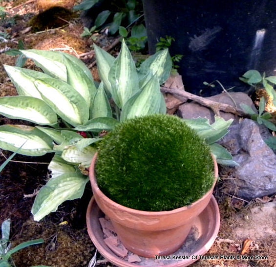 Large Mood moss for a 6-7 inch terra Cotta pot-Terrarium Moss-Live Moss