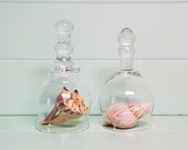 2 Vintage Glass Cloches - Bell Jar - Terrarium - Beach Cottage - by speckleddog on Etsy - tt team