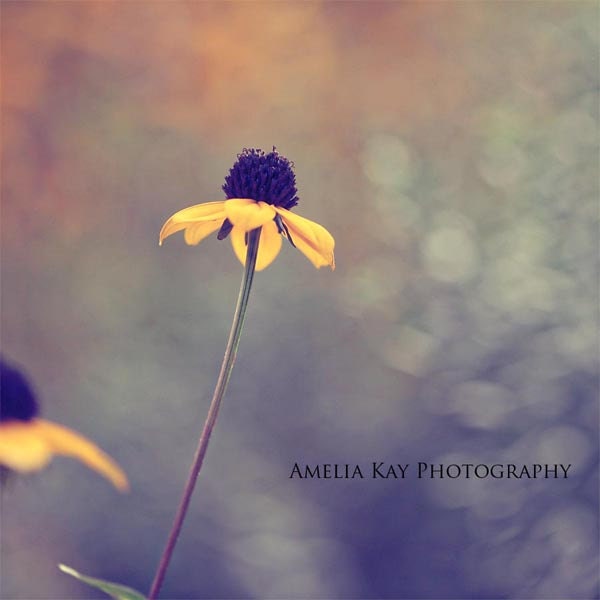 Flower Photograph - I'm Falling In Love - fall autumn daisy black yellow green olive dark simple nature macro sage 5x5