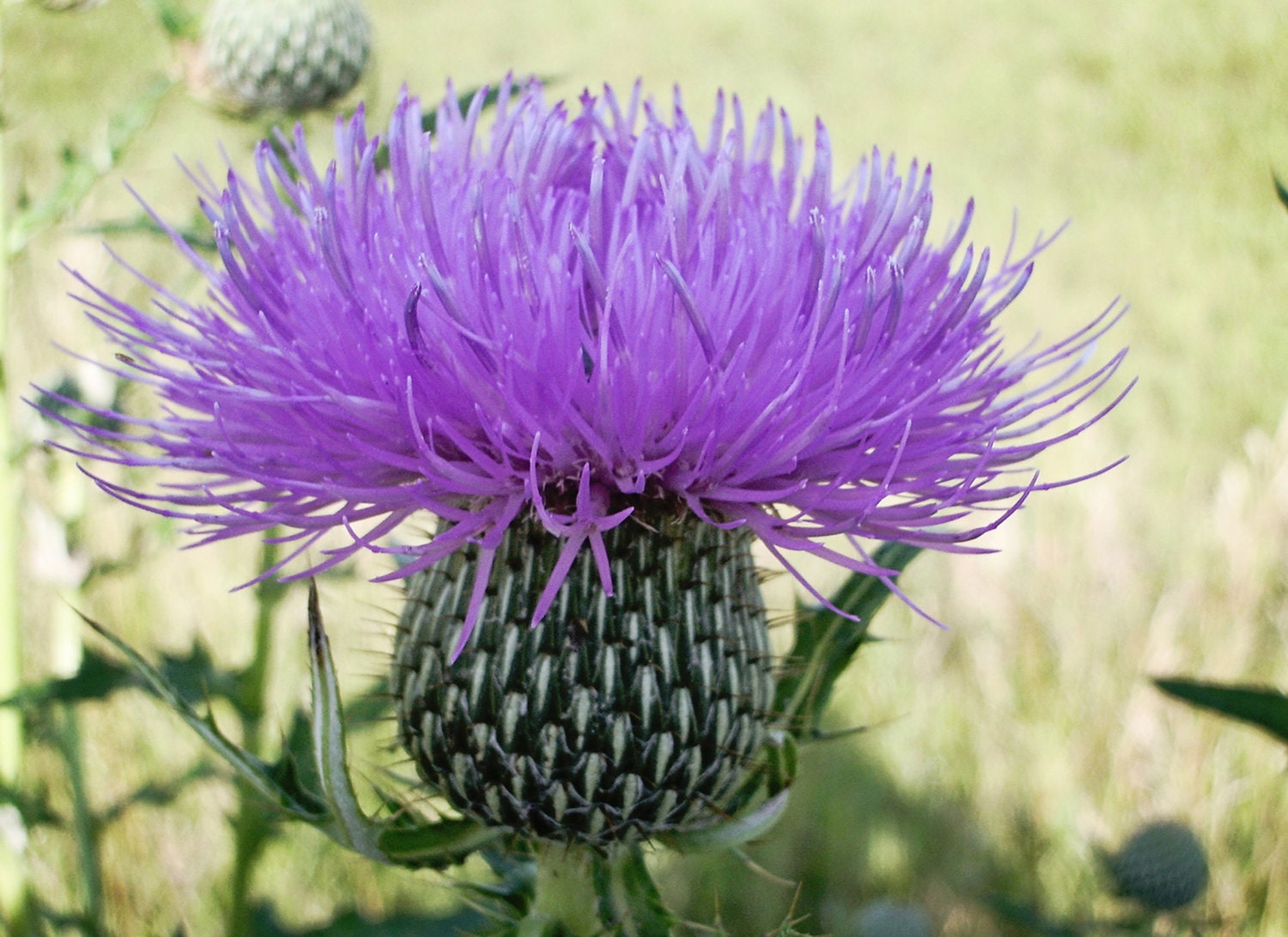 Thistle Bloom Greeting Card - Nature - Purple - Wildflower
