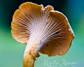 SALE Chanterelle Season 8x8 print