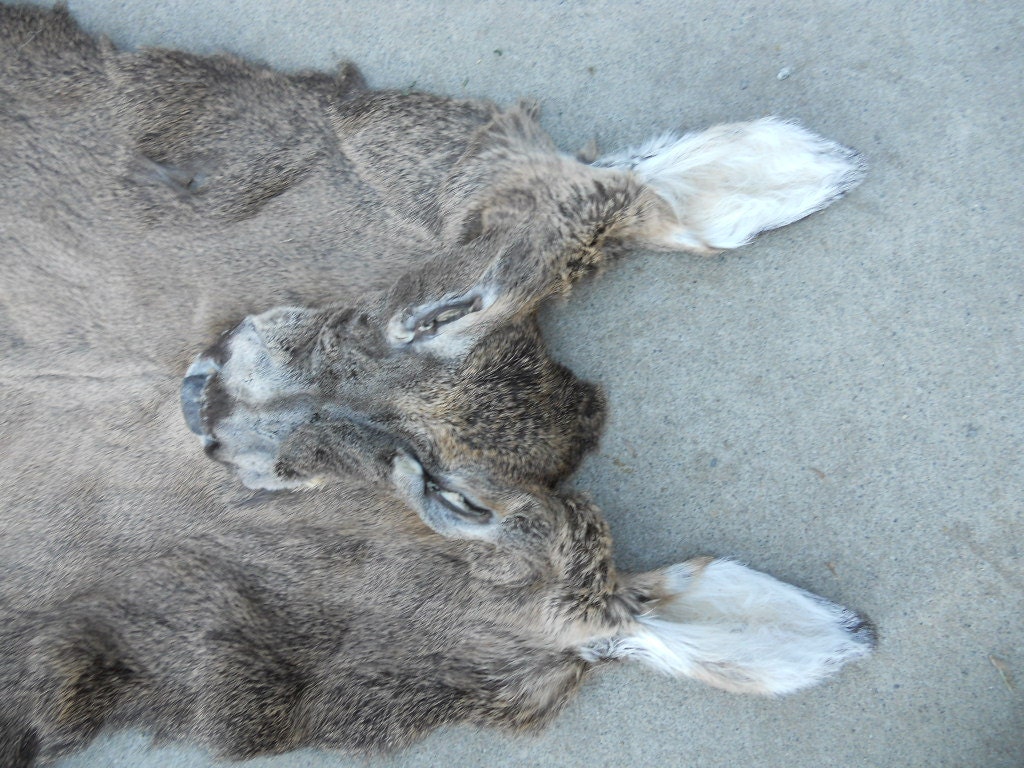 Whitetail Deer Buck Half Lifesize - Taxidermy Quality- Wet Tanned Lot No. 3105R