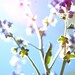 Organic Seeds, Flower Seeds, Chinese Forget Me Nots Seeds, heirloom seeds from our farm in handmade seed packets, flower garden