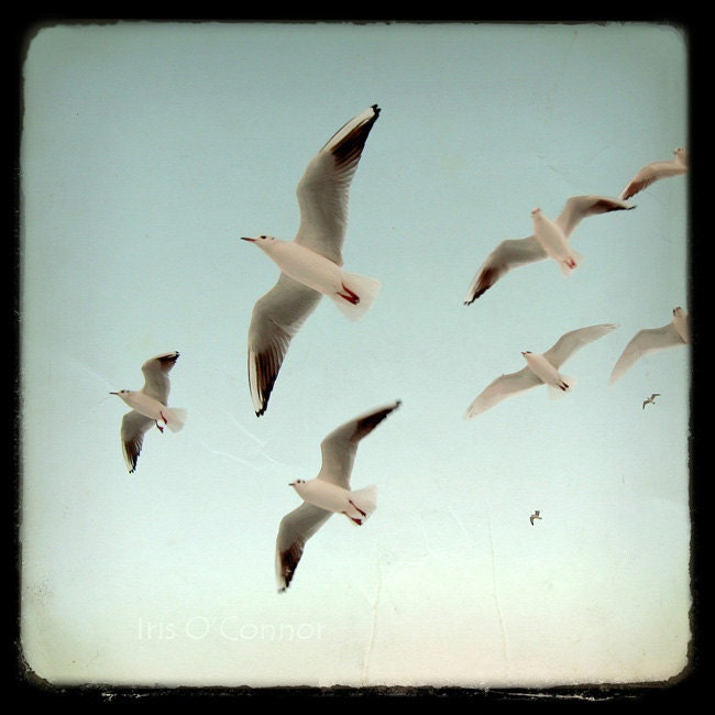 Birds flying Blue Sky ttv texture Vintage style Nature Fine Art Photography Wall Decor 8x8"