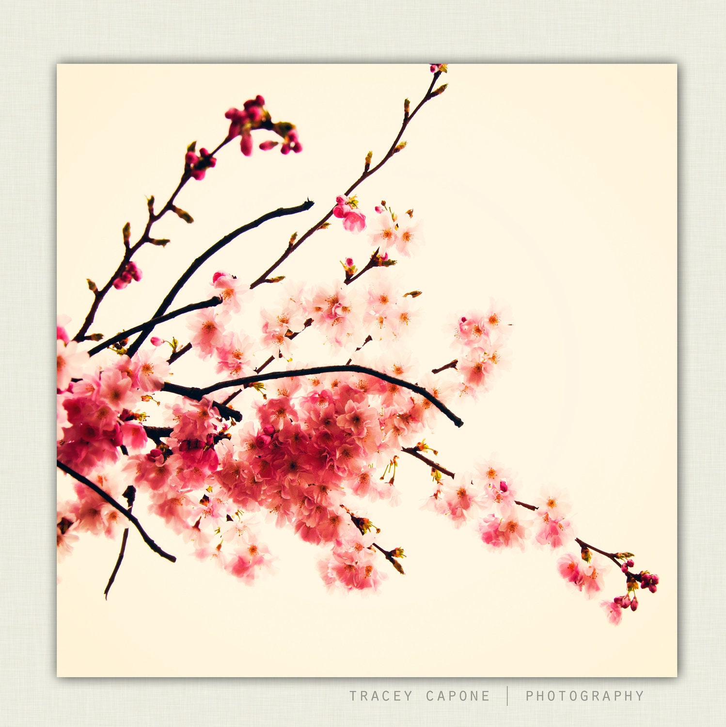 Nature Photography - cherry blossom, Sakura nature print -  wall decor, feminine home decor, blush pink, crimson red