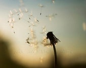 Summer Dandelion Nature Photography - 10x10 inch