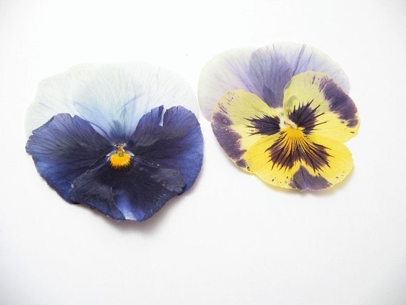 Extra Large 2.25 Inch Pressed Pansies Crafting Supplies