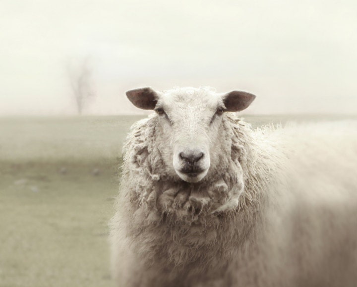 Animal Photography Sheep  Animal Photography Ewe Sheep Rustic French Country Photography - lucysnowephotography
