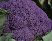 Broccoli, Organic Sicilian Violet Broccoli Seeds - Intense Purple Plants with Dark Green Foliage - Stunning Edible
