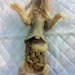 Dissected Baby Rat Wet Specimen, Preserved Specimen