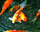 Fine Art Photography - Happy Koi - Swimming in the Sunshine - 8 x 10 - Looks like a Monet Painting -  Pond Wall Art, Orange Fish Photo Print