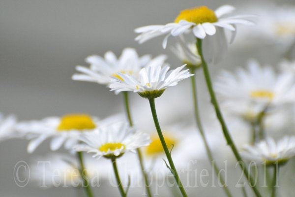 Daisy, Daisy - 8 x 12 Fine Art Flower Digital Photo Print - White Yellow Macro Wildflower Music hall song wall art kitchen home decor