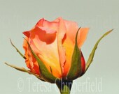 Fine Art Floral Photography - 8 x 10 A Single Vividly Bright Multi Coloured Rosebud, Yellow Orange Peach Pink Red Green Beautiful Home Deco