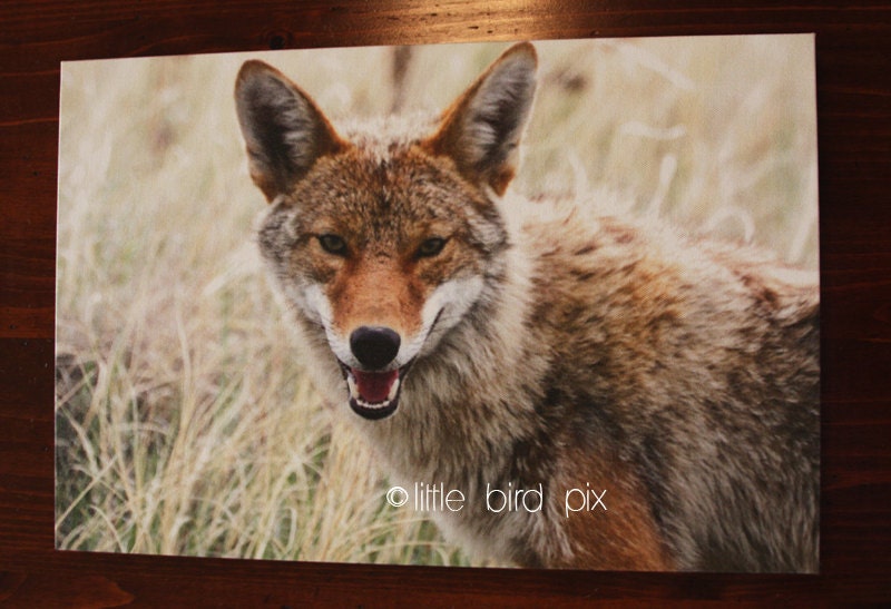 Laughing Coyote - Nature Wildlife -  Animal - 12 x 18 Canvas Wrap Fine Art Photography Print