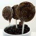 Tiramisu Lollipop
