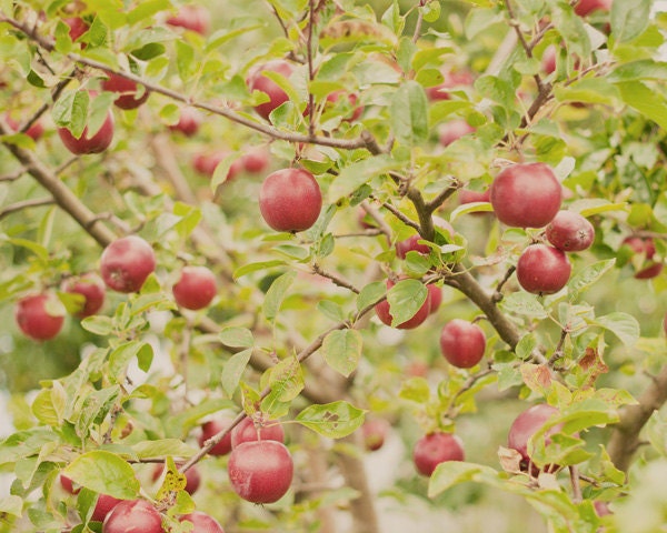 Kitchen art apple photography - fine art photography print -  red green fruits tree autumn home decor