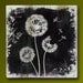 Dandelion Friends Handmade Glass and Wood Wall Blox from Upcycled Dictionary page book art - WilD WorDz - Dandilion 4 of 4 Believe