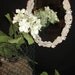 Shabby Chic Vintage Antiqued Ivory Patina, Metal Framed Mirror In A Waterlily & Leaf Motif, Vanity Tray Or Hanging