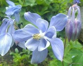 Pale Blue Lavender Columbine Flower Matted 8 x 10 photo