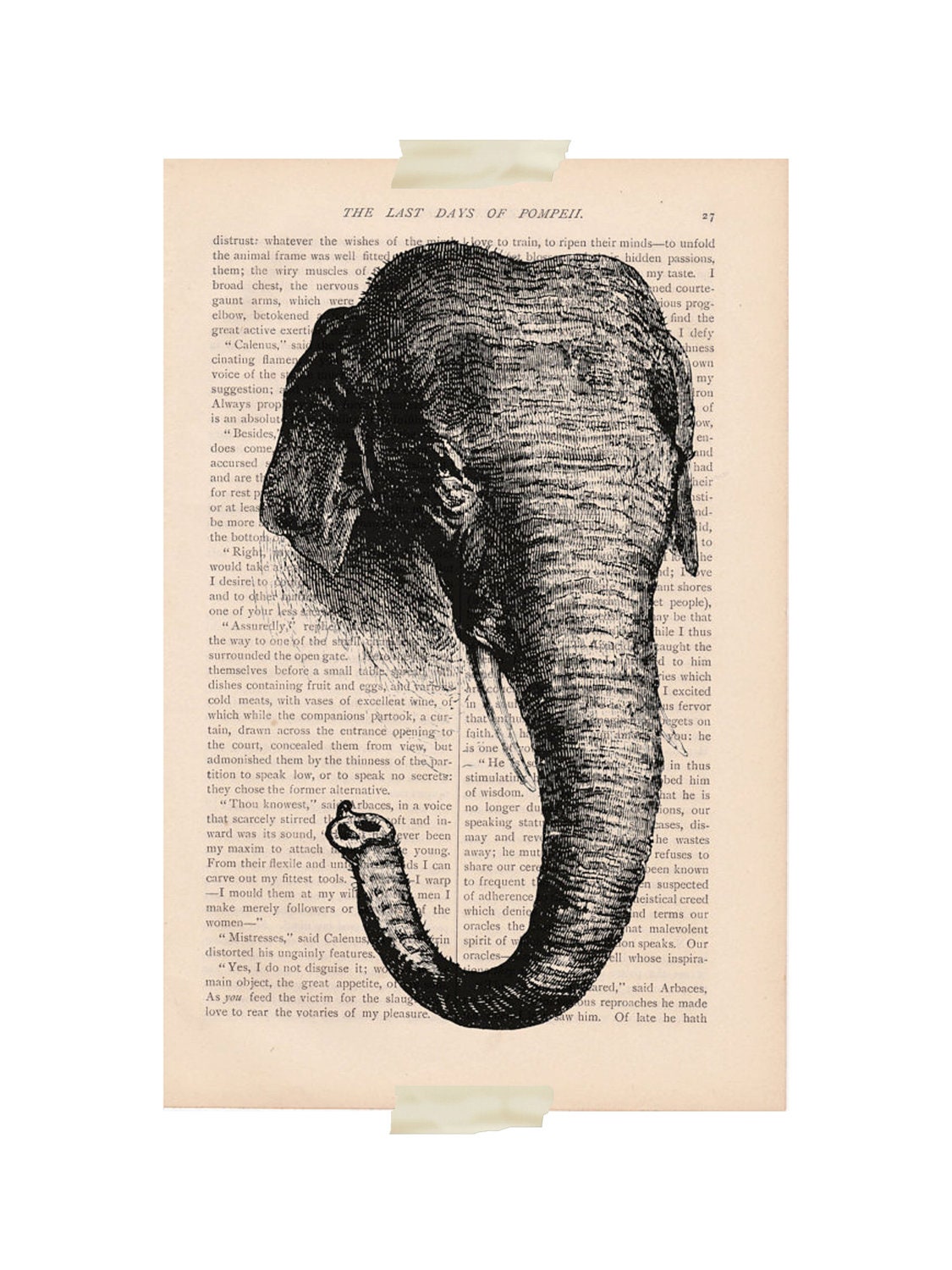 elephant head image