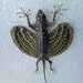 Taxidermy Yellow Flying Drago Reptile - SHIP FREE