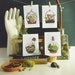 Terrarium Postcard SET 4pcs