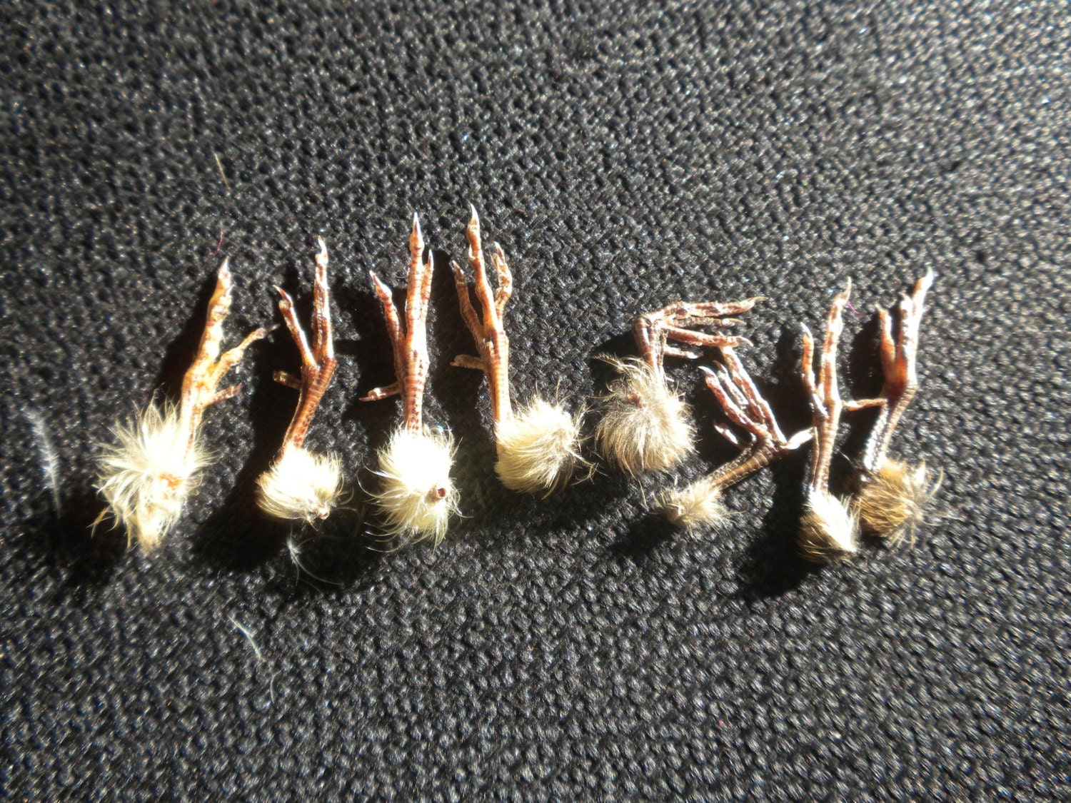 4 Pairs of Naturally Dried Baby Quail Feet - Cruelty Free
