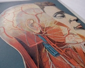 4 pages antique MANIKIN - original color lithographs - overlay Medical CHARTS from 1912 medical book  - head, brain, skull, litho