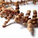 Sea Urchin Spines - shell beads 5-15mm twisted unicorn horns