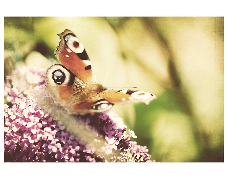 butterfly photo print - whimsical fine art animal photography, nature, insect, flower, flora, summer, yellow, purple, red - 14x11