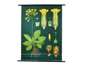 Vintage Botanical Pull Down School Chart, Primrose, Jung Koch Quentell