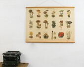 Vintage Educational Chart, Mushrooms, Forest Chart