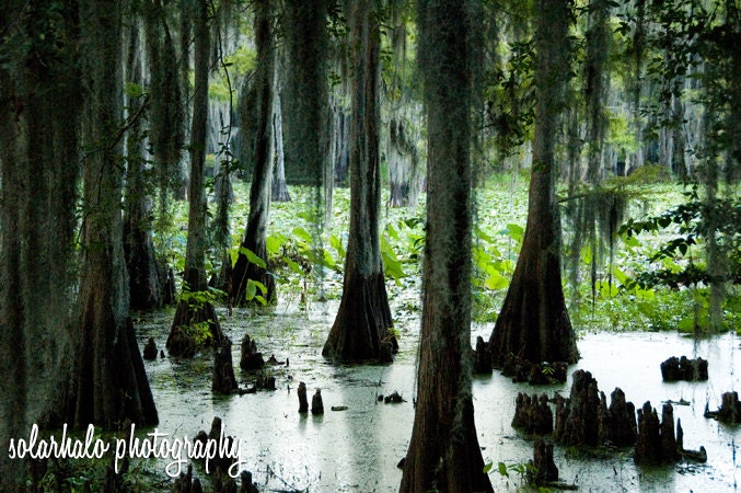 Caddo Cypress Trees - Print