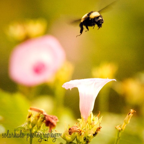 Bumblebee - Print