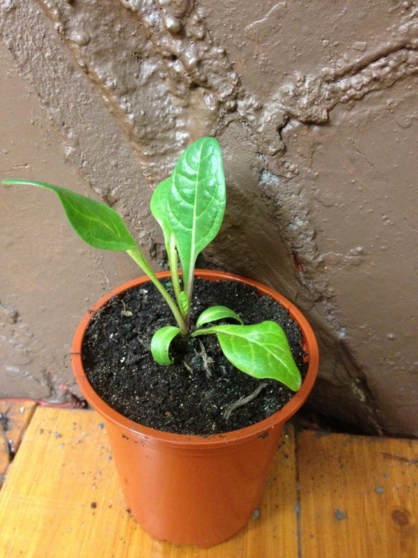 Mandrake Plant (Mandragora)