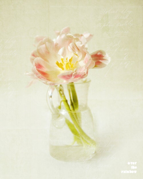 Pale pink tulip, Shabby chic photograph, romantic floral print, french country home decor, nature, flower, 10x8, Giclée