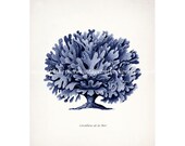 Vintage Natural History Illustration - Haeckel Sea Coral Print No 2 - Deep Ocean  8x10