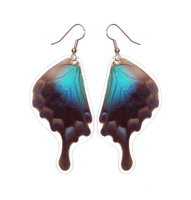 Real Butterfly Wing Earrings - Papilio Pericles Bottom Wing