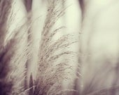 Wind Song - Pampas Grass Nature Photography 5x7