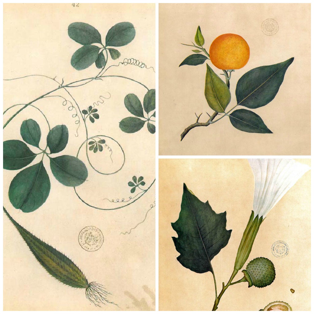 Set of Any 3 Timor Flora Vintage Prints