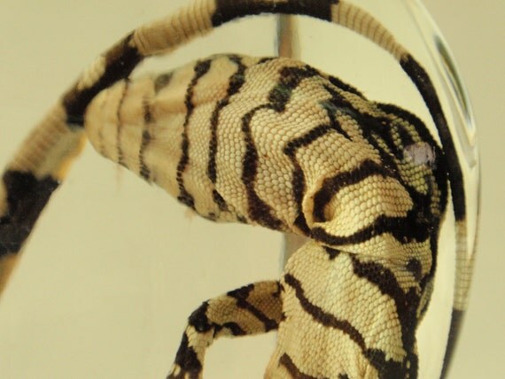 Juvenile Nile Monitor Lizard In Vintage Apothecary Jar
